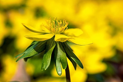 Single yellow flower in focus, blurred yellow background, spring-like atmosphere, blooming winter