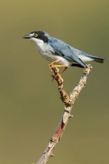 Hooded Tanager (Nemosia pileata) perched on a branch in the grasslands of Guyana
