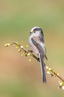 Long-tailed Tit (Aegithalos caudatus), sitting on a thin branch, spring, nature photography,