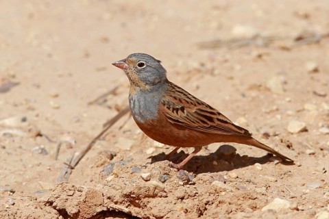 Cretzschmar's Bunting (Emberiza caesia) male, Eilat, Israel