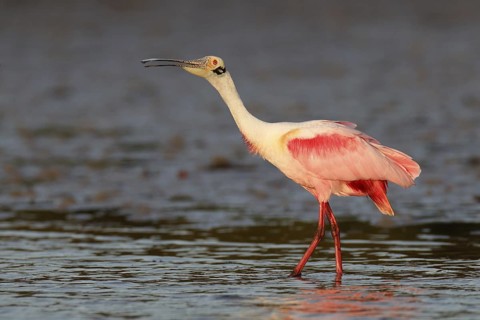 Roseate Spoonbill (Platalea ajaja), Florida, USA