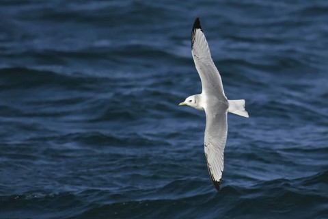 Black-legged Kittiwake (Rissa tridactyla) flying, offshore, Germany