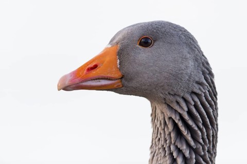 Grey goose, (Anser anser), animals, birds, goose, geese, field geese, duck family, portrait,