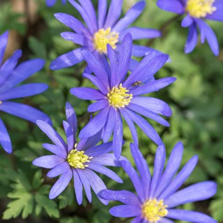 Spring Anemone (Anemone blanda 'Blue Shades'),  Germany