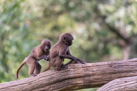 Two baby Gelada (Theropithecus gelada), or bleeding-heart monkey playing on a log. A green forest