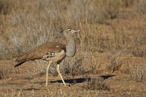Kori Bustard (Ardeotis kori), Northern Cape, South Africa