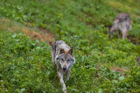 Two adult eurasian gray wolves (Canis lupus lupus) walking through the green undergrowth at a