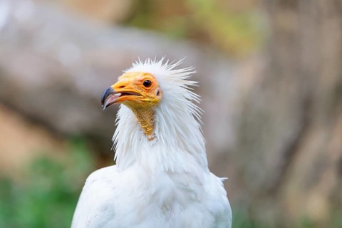 Portrait of an Egyptian vulture (Neophron percnopterus). Iberian Peninsula, North Africa, West Asia