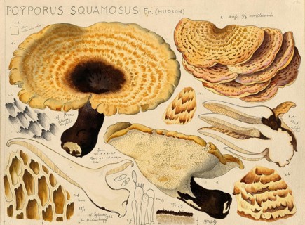 Mushroom, fungi, dryad's saddle, Cerioporus squamosus, syn. Polyporus squamosus, authentic
