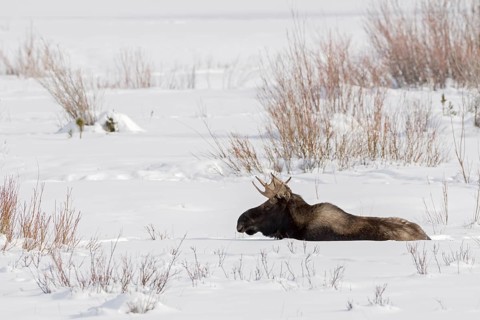 Moose (Alces alces) male in deep snow, Grand Teton National Park, USA