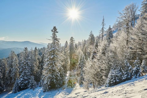 Frozen norway spruce or European spruce (Picea abies) trees on a sunny day on mount Arber, Bavarian