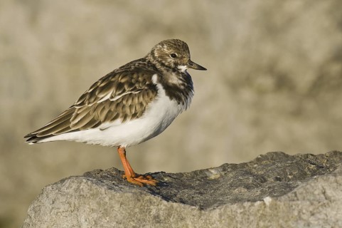 Ruddy Turnstone (Arenaria interpres), New Jersey, USA