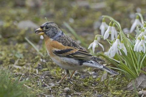Brambling (Fringilla montifringilla) male, Saxony, Germany