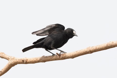 White-fronted Black Chat (Oenanthe albifrons) male, Gambia