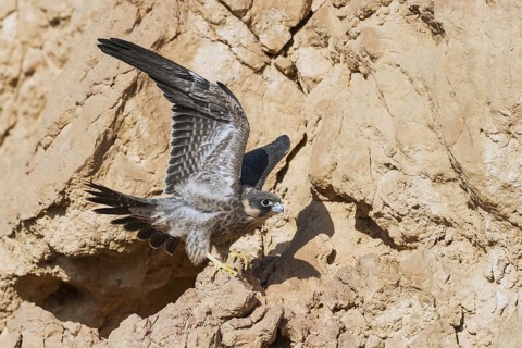 Sooty Falcon (Falco concolor) juvenile, Eilat, Israel