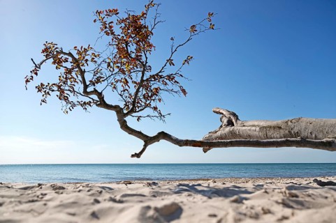 Tree trunk, Darß primeval forest, West Beach, National Park, Fischland, Darß, Zingst, Germany