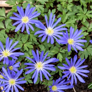 Balkan anemone (Anemone blanda 'Blue Shades'),  Germany