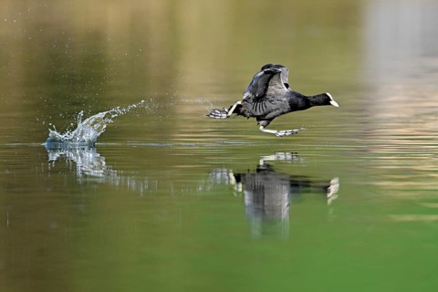 Eurasian Coot (Fulica atra), adult bird walking over water, Flachsee, Canton Aargau, Switzerland