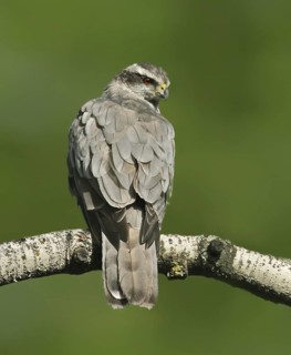 Northern Goshawk (Accipiter gentilis), Saskatchewan, Canada