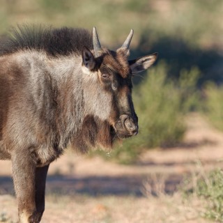 Blue wildebeest (Connochaetes taurinus), young animal, alert, standing in the dry Auob riverbed,