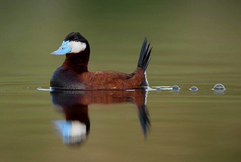 Ruddy Duck (Oxyura jamaicensis) male, British Columbia, Canada