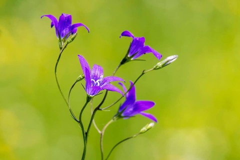 Spreading bellflower (Campanula patula), blue meadow plant, Swabian Alb, Gomadingen,