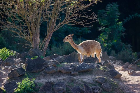 A vicuna (Lama vicugna) stands on rocky terrain under a tree in a backlit scene