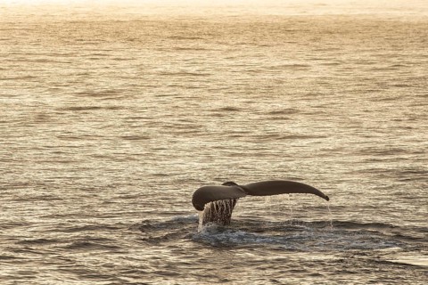 Fluke, diving humpback whale (Megaptera novaeangliae), Barents Sea, Northeast Iceland, Svalbard and