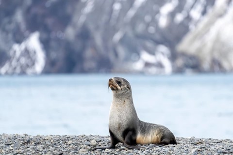 Antarctic Fur Seal (Arctocephalus gazella), young sitting on gravel beach in front of snow-covered