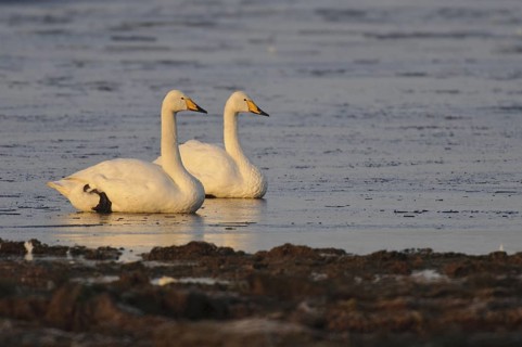 Whooper Swan (Cygnus cygnus), Lower Saxony, Germany