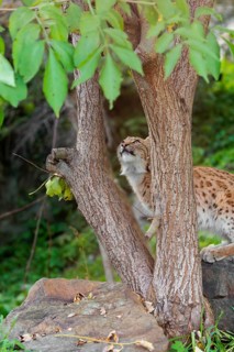 A Eurasian lynx (Lynx lynx) climbs up a tree