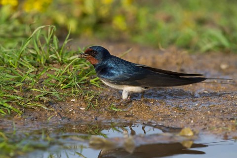 Barn Swallow - Rauchschwalbe - Hirundo rustica ssp. rustica, Morocco, adult female