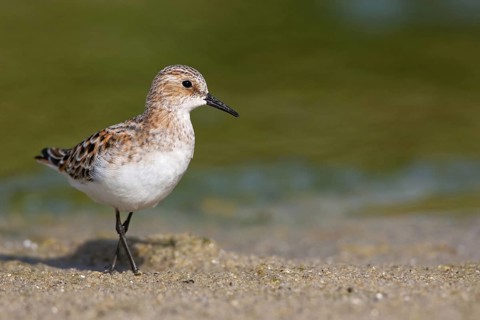 Little Stint (Calidris minuta), Schleswig-Holstein, Germany
