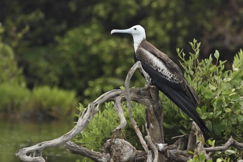 Magnificent Frigatebird (Fregata magnificens) female, Antigua