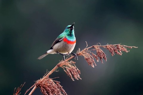 Cape Sunbird (Cinnyris chalybeus), adult, male, in perch, Kirstenbosch Botanical Gardens, Cape