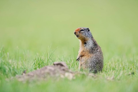 Columbia ground squirrel (Urocitellus columbianus, Spermophilus columbianus) sitting upright in a