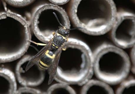 Clay wasp (Ancistrocerus nigricornis), Emsland, Lower Saxony, Germany