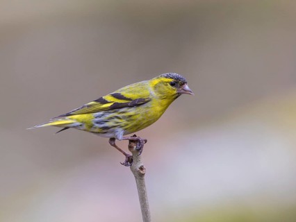 Eurasian Siskin (Spinus spinus) male, Wales, United Kingdom