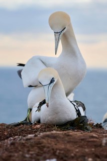 Northern gannet (Morus bassanus) couple having a love game on the cliff, wildlife, Helgoland,