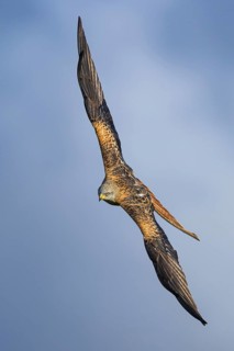 Red Kite, Milvus milvus, bird in flight