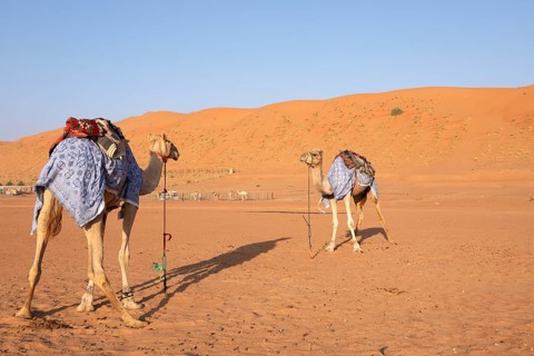 Dromedaries (Camelus dromedarius) with saddle in the Wahiba Sands or Rimal Al Wahiba or Sharqiyya