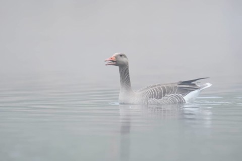 Greylag goose (Anser anser) swimming in the morning mist on a lake, North Rhine-Westphalia, Germany
