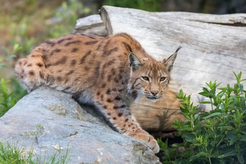 One Eurasian lynx, (Lynx lynx), sitting on a rock with a some green vegetation and a log in the