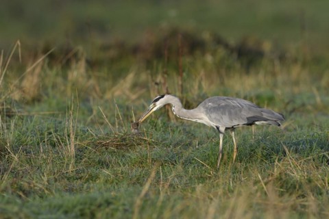 Grey heron (Ardea cinerea) with a mouse in its beak, Lower Rhine, North Rhine-Westphalia, Germany