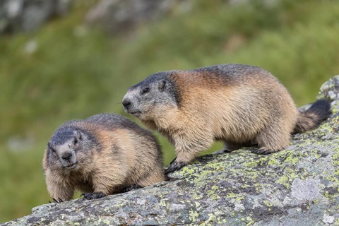 Two Alpine Marmots, Marmota marmota, standing on a rock with green grass in the background.
