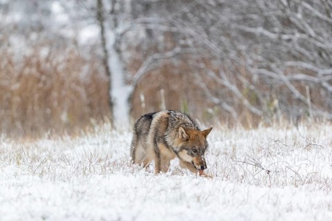 One young male eurasian gray wolf (Canis lupus lupus) running over a snow covered meadow during