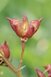 Diptam or dittany (Dictamnus albus), fruit stand, Hesse, Germany