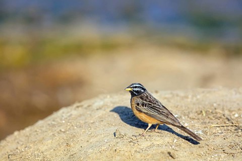 Mountain bunting, (Emberiza tahapis), African bunting species, Ayn Tobroq and Ayn Athum junction,