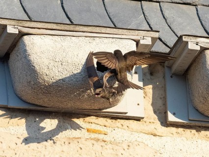 Common swift (Apus apus), adult pair in flight, one leaving its nest, the other landing at the nest
