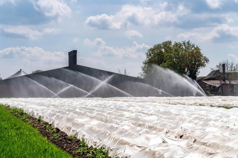 Irrigation of strawberries, field cultivation, on the Lower Rhine near Alpen North